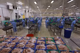 Chế biến cá tra tại Công ty CP Xuất Nhập khẩu Cửu Long An Giang. (Ảnh: Vũ Sinh/TTXVN)