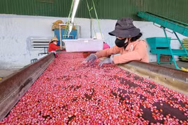 Ngô giống được thu mua từ mô hình liên kết với người dân của Công ty cổ phần giống cây trồng Đông Nam, cụm công nghiệp Tháp Chàm, phường Đô Vinh, thành phố Phan Rang-Tháp Chàm. (Ảnh: Nguyễn Thành/TTXVN)