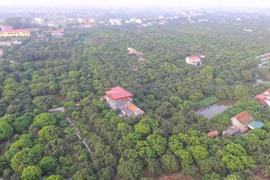 Diện tích trồng nhãn theo mô hình VietGAP tại xã Hồng Nam, thành phố Hưng Yên. (Ảnh: Phạm Kiên/TTXVN)