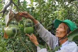 [Photo] Nông dân kiếm tiền tỷ nhờ tạo hình trên trái cây tết