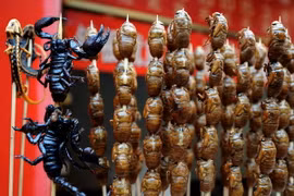 Côn trùng có thể trở thành thực phẩm dinh dưỡng thay thế