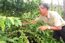 Chăm sóc cây càphê tại huyện Chư Sê, tỉnh Gia Lai. (Ảnh: Hồng Điệp/TTXVN) 