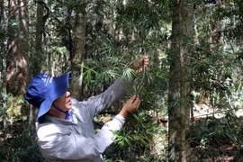 Ông Lương Quốc Minh, Phó Giám đốc Vườn Quốc gia Bidoup-Núi Bà giới thiệu một cây thông 2 lá non chỉ sống được ở Cổng Trời. (Ảnh: Chu Quốc Hùng/TTXVN)