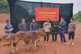 Đoàn kinh tế-quốc phòng 379 hỗ trợ trao bò giống, tạo sinh kế bền vững cho người nghèo vùng biên. (Ảnh: Xuân Tiến/TTXVN) 