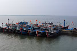 (Ảnh minh họa: Hồ Cầu/TTXVN) 