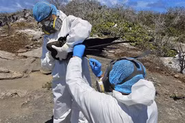 Nhân viên của Công viên Quốc gia Galapagos ở Ecuador lấy mẫu một cá thể chim để xét nghiệm cúm gia cầm ngày 18/9/2023. (Ảnh: AFP/TTXVN)