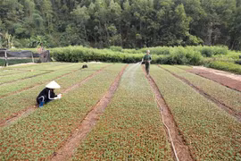 Công ty Trách nhiệm hữu hạn Một thành viên Lâm nghiệp Bắc Kạn, xã Thanh Thịnh, huyện Chợ Mới, tỉnh Bắc Kạn mỗi năm sản xuất khoảng hơn 3 triệu cây giống lâm nghiệp phục vụ trồng rừng. (Ảnh: Vũ Sinh/TTXVN)