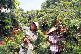 Nông dân Bắc Giang thu hoạch vải thiều đủ tiêu chuẩn xuất khẩu. (Nguồn: TTXVN) 