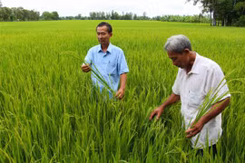 Lãnh đạo hợp tác xã Tân Long kiểm tra cánh đồng lúa sạch Thu Đông 2020. (Ảnh: Hồng Thái/TTXVN) 