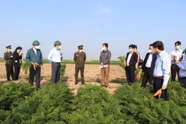 Lãnh đạo tỉnh Hải Dương kiểm tra tình hình sản xuất, tiêu thụ cà rốt tại xã Đức Chính, huyện Cẩm Giàng, sáng 21/2. (Ảnh: Mạnh Minh/TTXVN) 