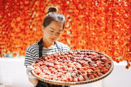 Sản xuất trồng treo gió theo công nghệ Nhật Bản ở Lâm Đồng. (Ảnh: Chu Quốc Hùng/Vietnam+)