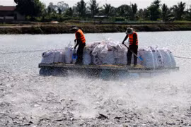 Mô hình nuôi cá tra theo chuỗi liên kết gắn với doanh nghiệp chế biến xuất khẩu ở An Giang. (Ảnh: Công Mạo/TTXVN) 