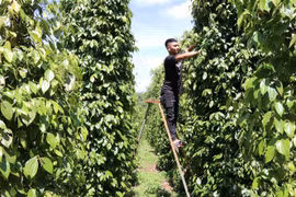 Nông dân tại Gia Lai chăm sóc vườn tiêu. (Ảnh: Hồng Điệp/TTXVN) 