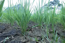 Những chân ruộng do thiếu nước đã nứt nẻ. (Ảnh: Anh Tuấn/TTXVN) 
