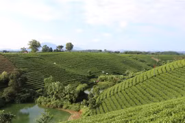 Vùng sản xuất chè an toàn tại xóm Cầu Đá, xã Hoàng Nông, huyện Đại Từ. (Ảnh: Hoàng Nguyên/TTXVN) 