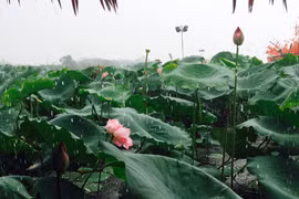 Phía Đông Bắc Bộ và Thủ đô Hà Nội chiều tối và đêm có mưa rào và dông vài nơi. (Ảnh: Lan Phương/Vietnam+)