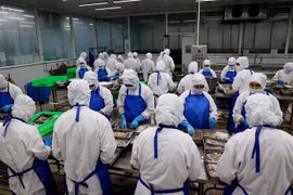 Chế biến tôm xuất khẩu tại Thành phố Hồ Chí Minh. (Ảnh: Hồng Đạt/TTXVN)