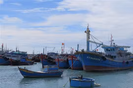 Các tàu cá tại Cảng cá Mỹ Tân, xã Thanh Hải, huyện Ninh Hải, Ninh Thuận. (Ảnh: Minh Hưng/TTXVN) 