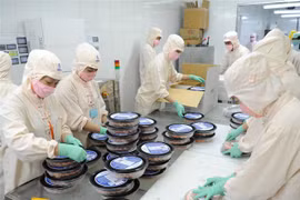 Sản phẩm tôm chế biến của Cà Mau có khả năng cạnh tranh trên thị trường quốc tế và đã xuất khẩu đến trên 60 quốc gia, vùng lãnh thổ. (Ảnh: Huỳnh Anh/TTXVN) 