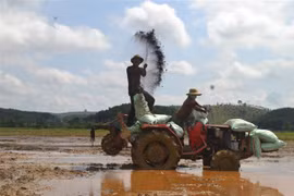 Người dân canh tác theo hướng hữu cơ, áp dụng tiến bộ khoa học kỹ thuật. (Nguồn: K GỬIH/TTXVN) 