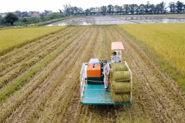 Thu hoạch lúa hữu cơ tại Hợp tác xã Kim Long, xã Hải Quế, huyện Hải Lăng, tỉnh Quảng Trị. (Ảnh: Thanh Thủy/TTXVN) 