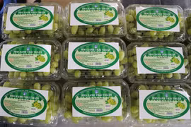 Sản phẩm nho xanh của Công ty trách nhiệm hữu hạn Sản xuất và Thương mại nông sản Thái Thuận-Ninh Thuận đã được xử lý sạch trên dây chuyền công nghệ hiện đại của dự án cấp Bộ Nông nghiệp và Phát triển Nông thôn. (Ảnh: Nguyễn Thành/TTXVN) 