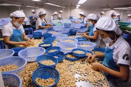 Chế biến hạt điều. (Ảnh: Đình Huệ/TTXVN) 