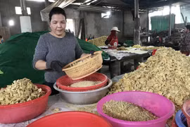 [Photo] Làng nghề mứt gừng Mỹ Chánh 'nhộn nhịp' vào vụ đón Tết