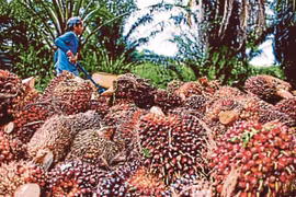 Dầu cọ là một trong những mặt hàng Malaysia xuất khẩu sang Việt Nam. (Nguồn: NST)