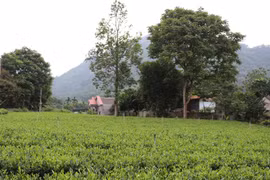 Thái Nguyên gặp nhiều khó khăn trong việc quản lý, sử dụng đất đai. (Ảnh: Hoàng Nguyên/TTXVN)