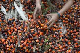 Công nhân thu hoạch hạt cọ tại nông trại ở Pelalawan, tỉnh Riau, Indonesia. (Ảnh: AFP/TTXVN) 