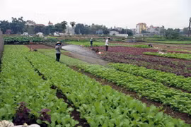 Nông dân chăm sóc rau tại vùng sản xuất rau chuyên canh huyện Hoài Đức, thành phố Hà Nội. (Ảnh: Vũ Sinh/TTXVN)