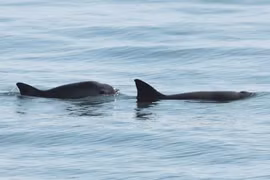 Các heo vaquita. (Nguồn: Flickr) 