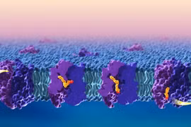 ​Quá trình vận chuyển lipid (chất béo) qua "hàng rào" máu não. (Nguồn: Neurosciencenews)