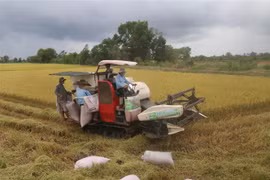 Thu hoạch lúa Hè Thu ở xã Hậu Mỹ Trinh, huyện Cái Bè, tỉnh Tiền Giang. (Ảnh: Minh Trí/TTXVN) 
