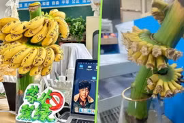 Nhiều nhân viên văn phòng trẻ ở Trung Quốc đã mua những buồng chuối còn xanh, cắm trong bình nước và chờ chín với mong muốn xua tan căng thẳng, mệt mỏi. (Nguồn: Xiaohongshu)