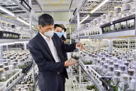 Đoàn công tác khảo sát khu nhà thực nghiệm tại Viện Nghiên cứu Rau quả. (Ảnh: Nguyễn Thắng/TTXVN) 