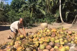 (Ảnh minh họa: Thanh Hòa/TTXVN) 