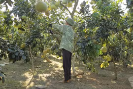 Nhiều hộ nông dân tham gia sản xuất nông nghiệp hữu cơ. (Nguồn: Vietnam+) 