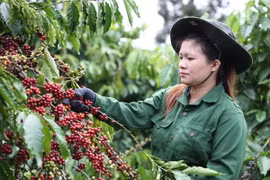 Công nhân thu hoạch càphê ở Đắk Lắk. (Ảnh: Tuấn Anh/TTXVN)