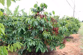 (Ảnh: Hoàng Cao Nguyên/TTXVN) 
