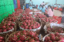 Sơ chế thanh long xuất khẩu. (Ảnh: Minh Trí/TTXVN) 