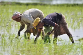 Nông dân trồng lúa trên cánh đồng tại Nagaon, bang Assam, Ấn Độ. (Ảnh: THX/TTXVN)
