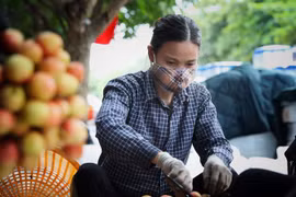 Điểm thu mua và sơ chế vải sớm tại xã Phượng Sơn, huyện Lục Ngạn (Bắc Giang). (Ảnh: Danh Lam/TTXVN) 