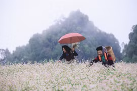 Vẻ đẹp của hoa tam giác mạch trên cao nguyên đá Đồng Văn, Hà Giang. (Nguồn: PV/Vietnam+) 