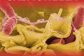 [Infographics] Những điều cần biết về vi khuẩn Salmonella