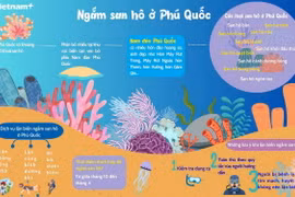 Khám phá đại dương, lặn biển ngắm san hô ở Phú Quốc