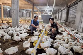 Trang trại nuôi gà tại Đồng Nai. (Ảnh: Lê Xuân/TTXVN)