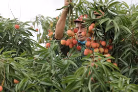 Thu hoạch vải (Ảnh: Lâm Phan/Vietnam+) 