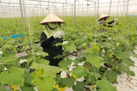 Hợp tác xã rau sạch Yên Dũng ở xã Tiến Dũng, huyện Yên Dung, tỉnh Bắc Giang có diện tích hơn 60ha trồng các loại rau ăn lá, mỗi tháng cung cấp khoảng 200 tấn sản phẩm phục vụ thị trường trong và ngoài tỉnh. (Ảnh: Vũ Sinh/TTXVN) 